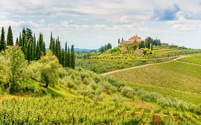 Vineyards and cypress trees in the Chianti region landscape, Tuscany, Italy.