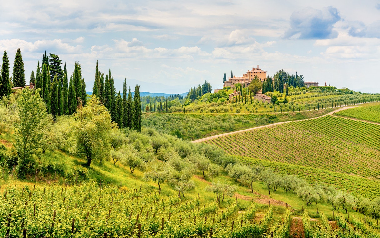 Vineyards and cypress trees in the Chianti region landscape, Tuscany, Italy.