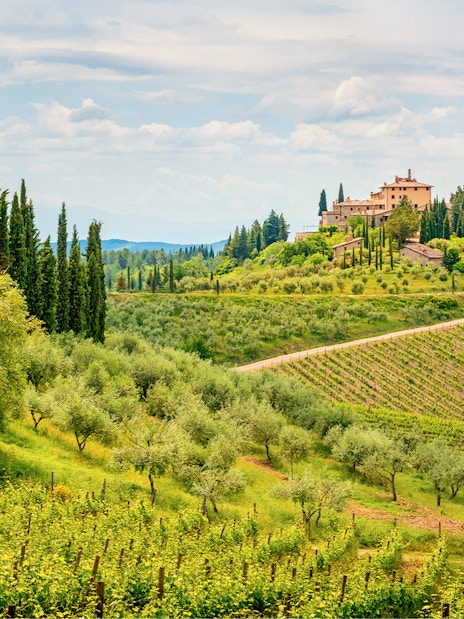 Vineyards and cypress trees in the Chianti region landscape, Tuscany, Italy.