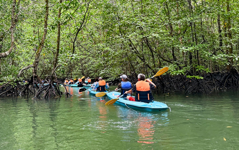 Kayakers paddling through mangrove forest in Langkawi.