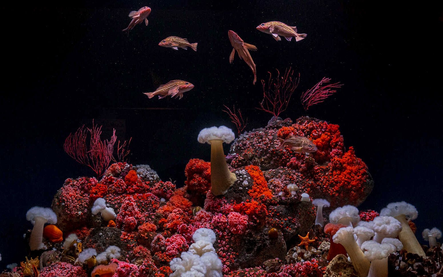 Colorful coral reef and fish at Steinhart Aquarium, California Academy of Sciences.