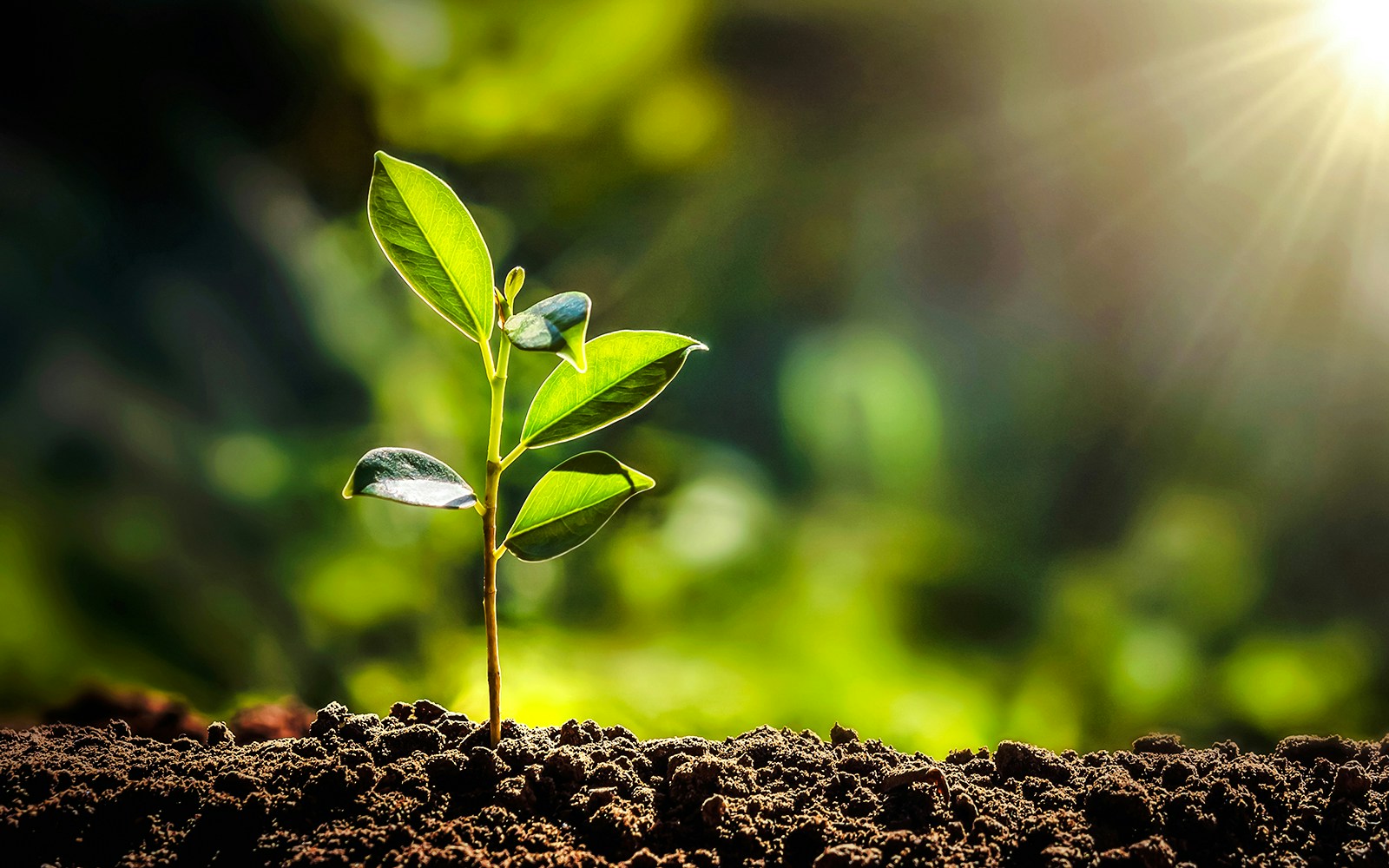Small tree sprouting in sunlight in a garden.