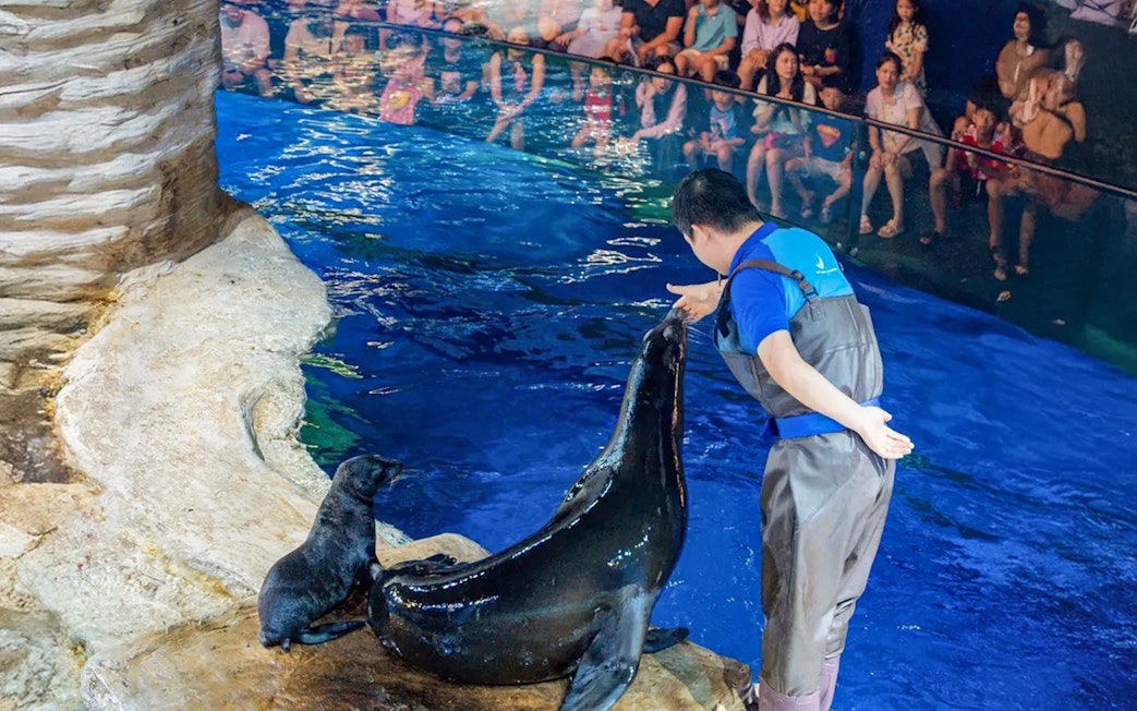 Sea lion receiving a check-up from a trainer at Lotte World Aquarium Hanoi.