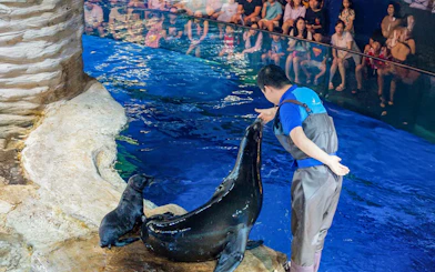 Sea lion receiving a check-up from a trainer at Lotte World Aquarium Hanoi.