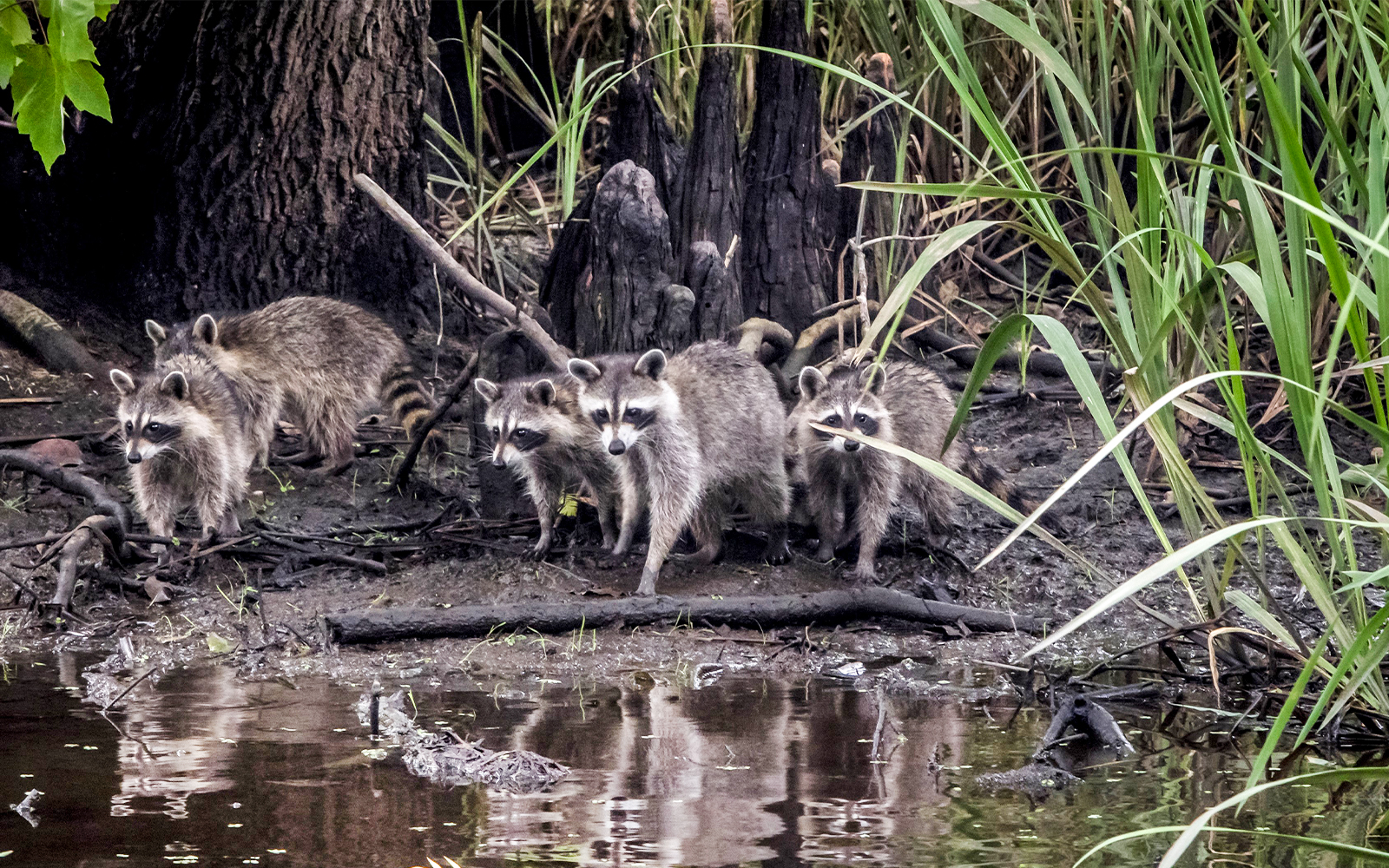 Raccoons by the water in a swamp, part of the Swamp Tour & Oak Alley Plantation Tour.