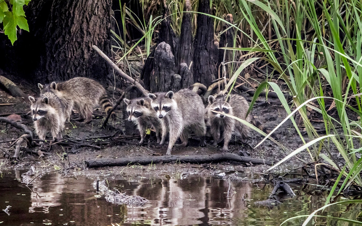 Raccoons by the water in a swamp, part of the Swamp Tour & Oak Alley Plantation Tour.