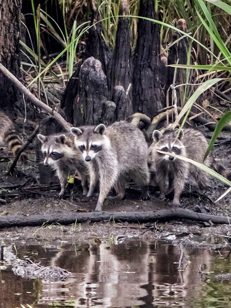 Raccoons by the water in a swamp, part of the Swamp Tour & Oak Alley Plantation Tour.