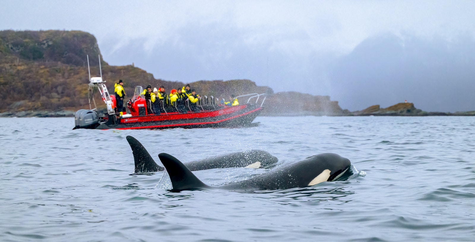 Orca whales in norway