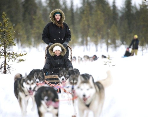 Husky sledding through snowy forest near Rovaniemi.