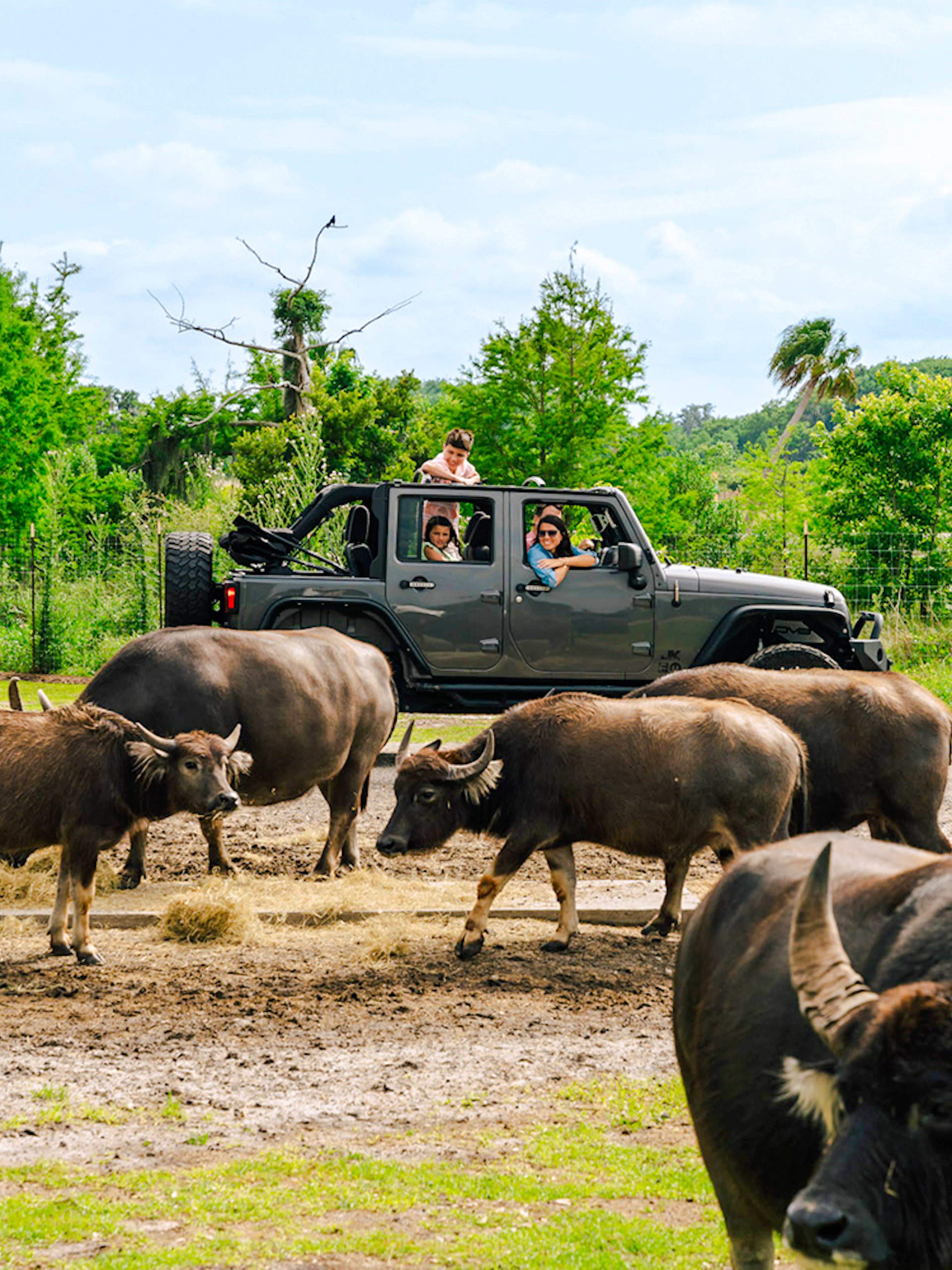 Buffaloes near a vehicle at Drive-Thru Safari Park, Orlando.