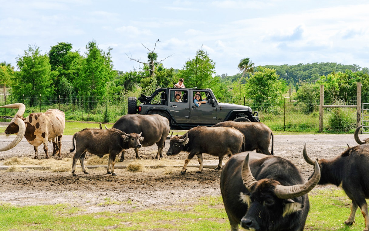 Buffaloes near a vehicle at Drive-Thru Safari Park, Orlando.