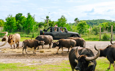 Buffaloes near a vehicle at Drive-Thru Safari Park, Orlando.