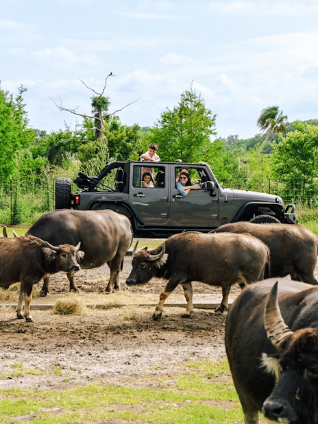 Buffaloes near a vehicle at Drive-Thru Safari Park, Orlando.