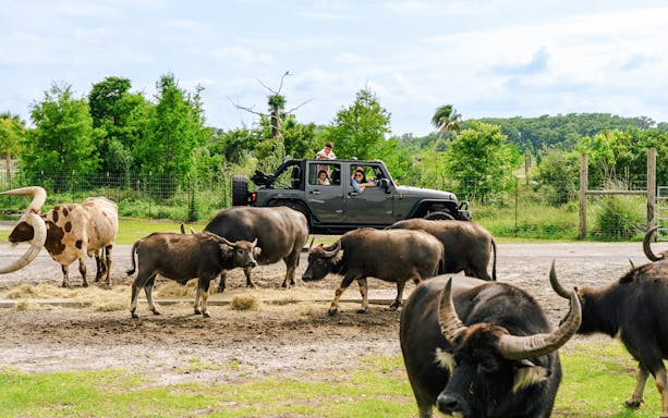 Buffaloes near a vehicle at Drive-Thru Safari Park, Orlando.