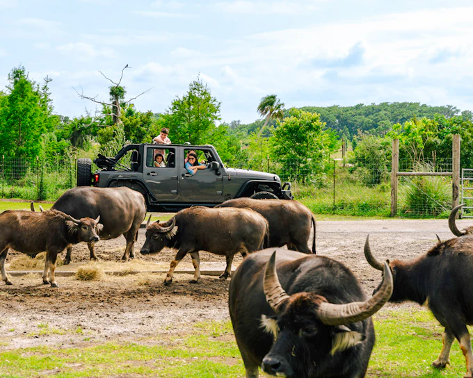 Orlando: Wild Florida Drive‑Thru Safari Park