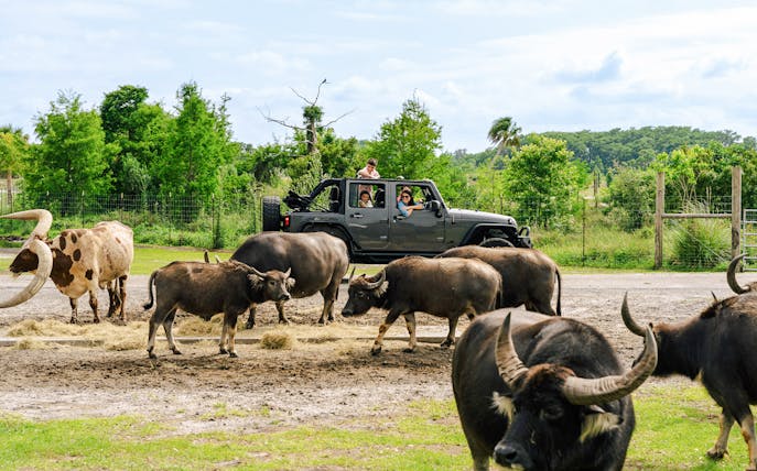 Buffaloes near a vehicle at Drive-Thru Safari Park, Orlando.