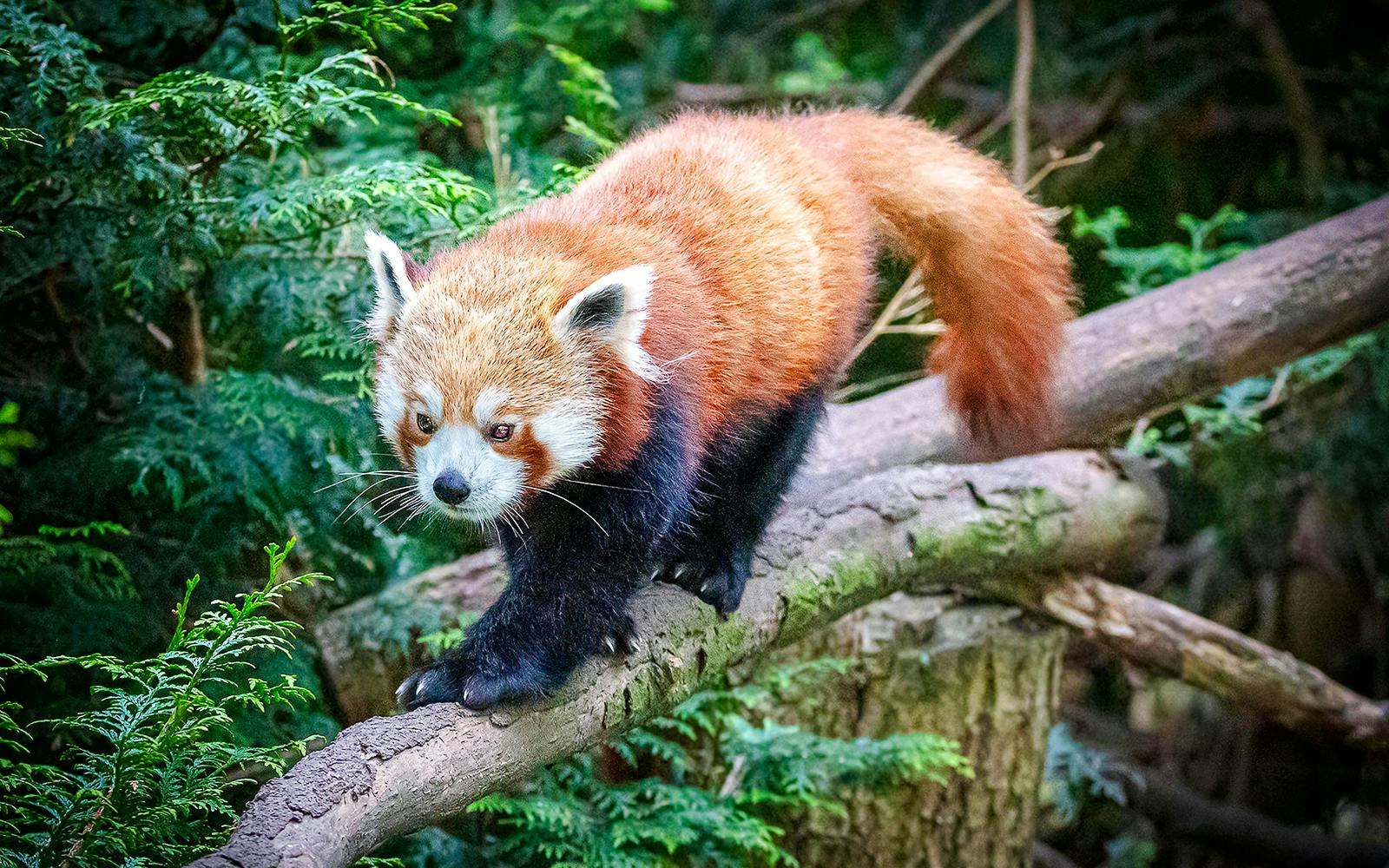 Red panda walking on a branch at Blackpool Zoo.