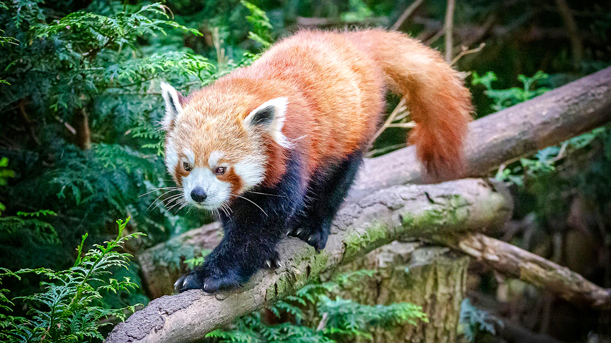 Red panda walking on a branch at Blackpool Zoo.