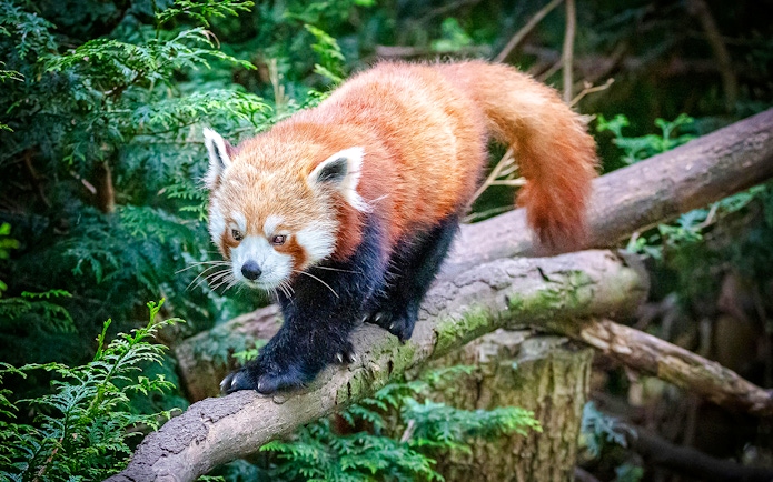 Red panda walking on a branch at Blackpool Zoo.