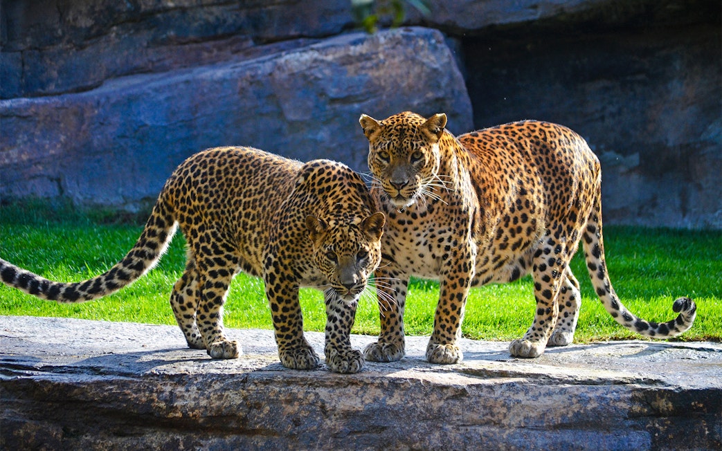 Leopards standing on rock at Bioparc Valencia.