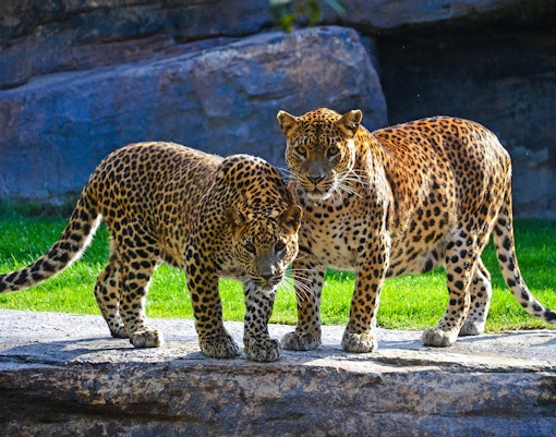 Leopards standing on rock at Bioparc Valencia.