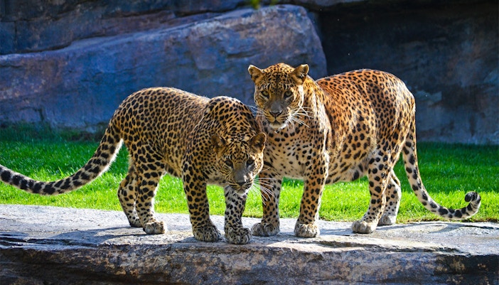 Leopards standing on rock at Bioparc Valencia.