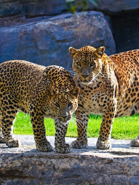 Leopards standing on rock at Bioparc Valencia.