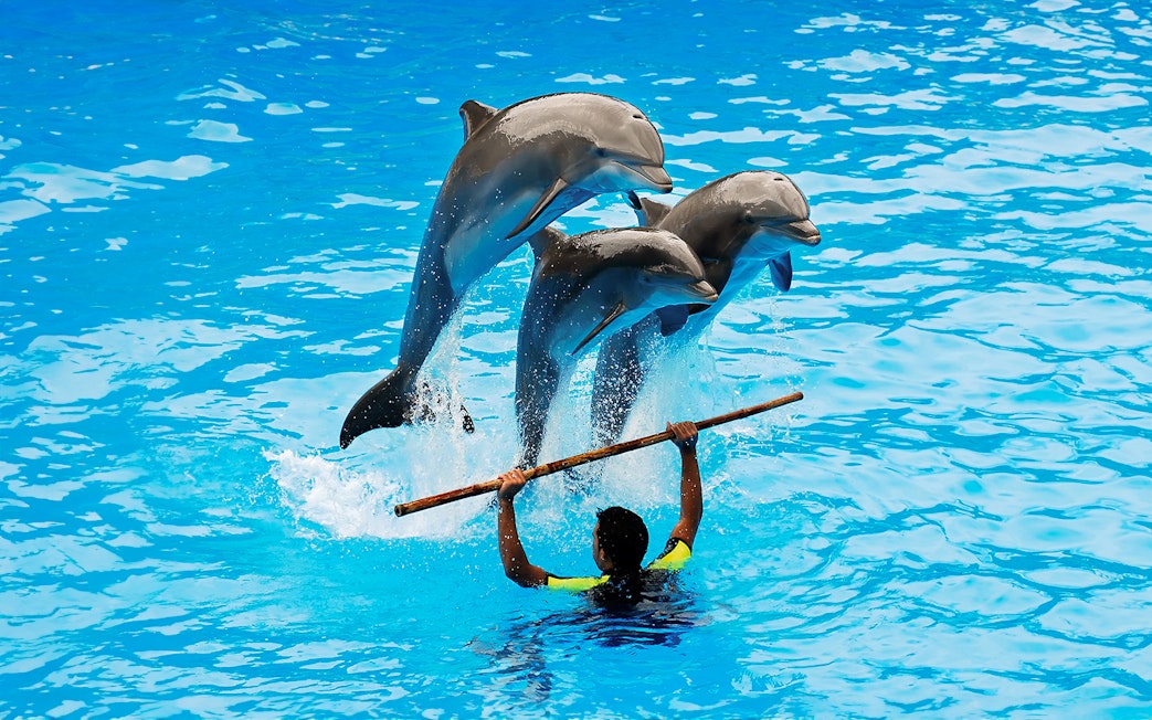 Dolphins jumping over a staff held by a trainer during a show.