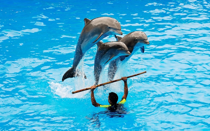 Dolphins jumping over a staff held by a trainer during a show.
