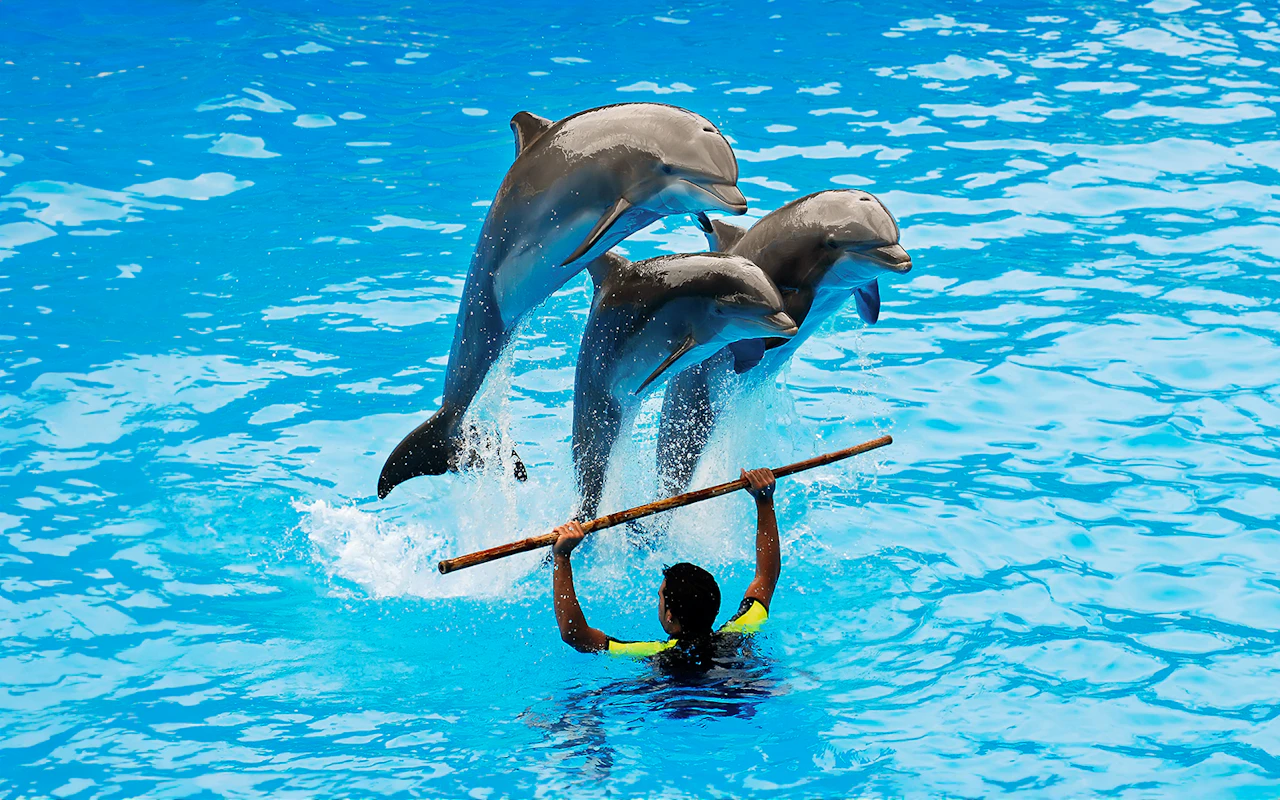 Dubai Dolphinarium: Delfin- und Robbenshow VIP-Tickets + Delfin-Begegnung — 5