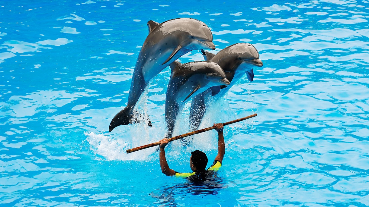 Staff interacting with dolphins during a show at Dubai Dolphinarium.