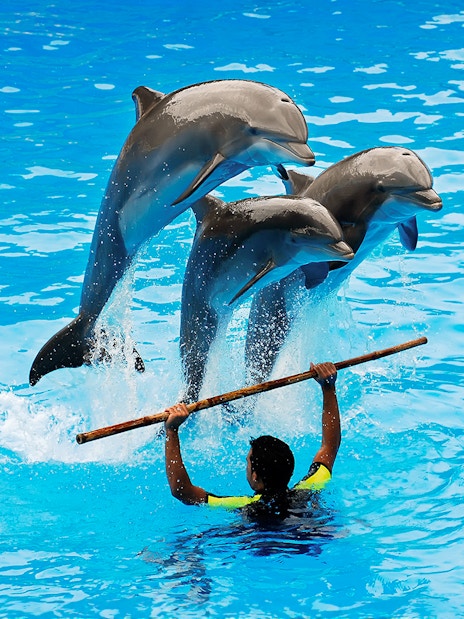 Dolphins jumping over a staff held by a trainer during a show.