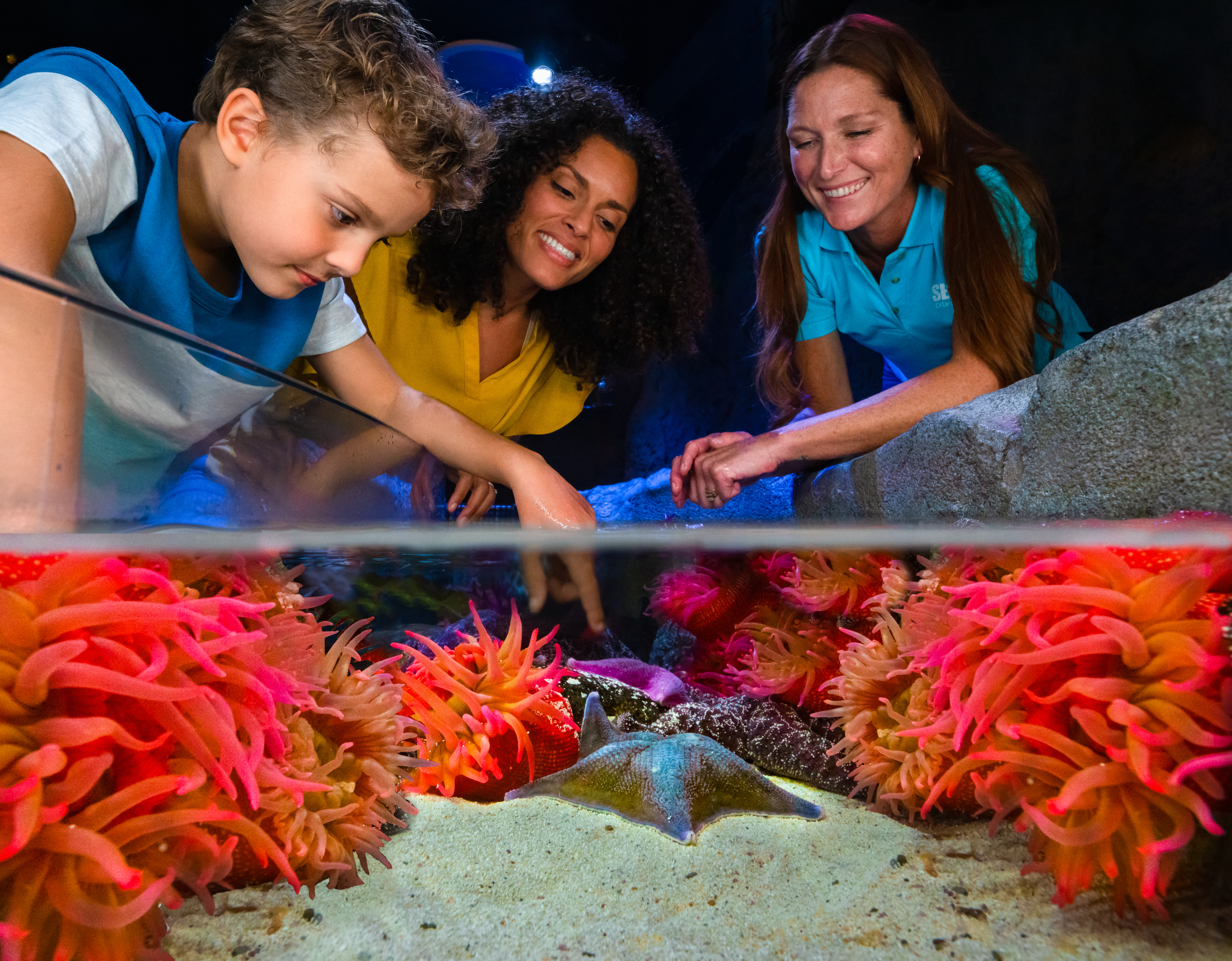 Children and adults exploring starfish and anemones at Rockpool, Sea Life Orlando.