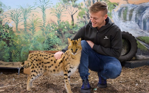 Man interacting with a serval at Mogo Zoo.