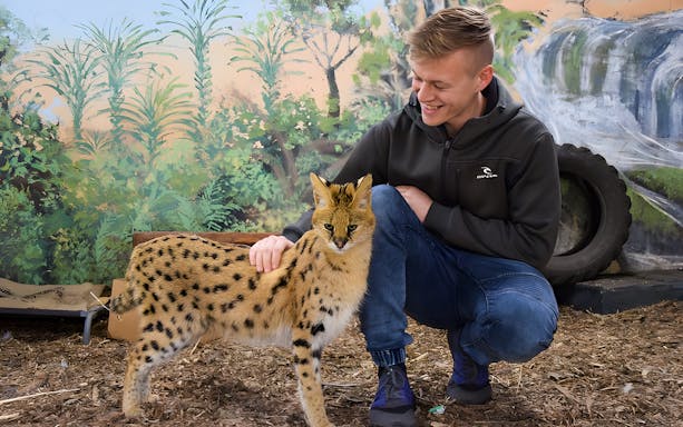 Man interacting with a serval at Mogo Zoo.