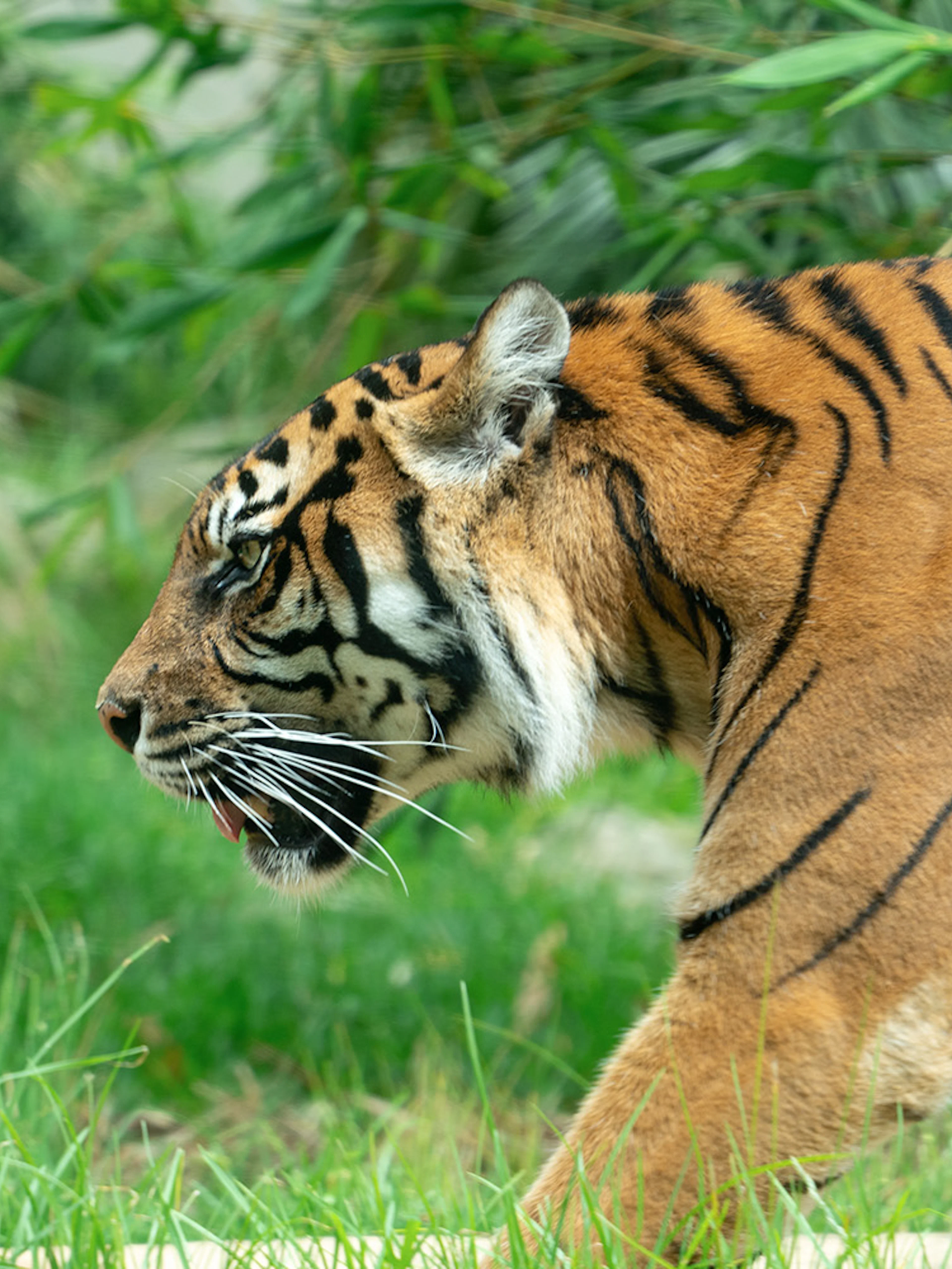 Tiger walking through grass at Taronga Zoo, Sydney.