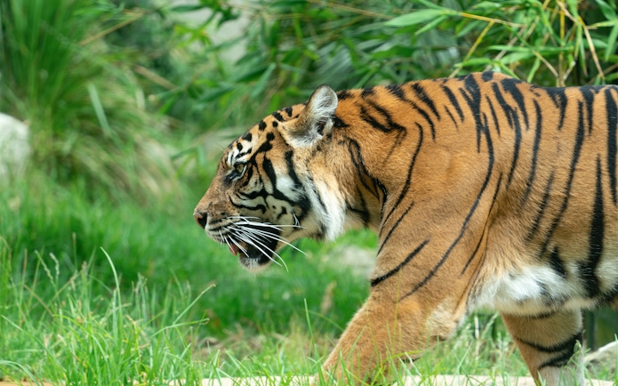 Tiger walking through grass at Taronga Zoo, Sydney.