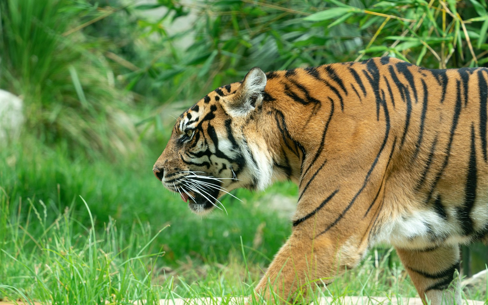 Tiger walking through grass at Taronga Zoo, Sydney.
