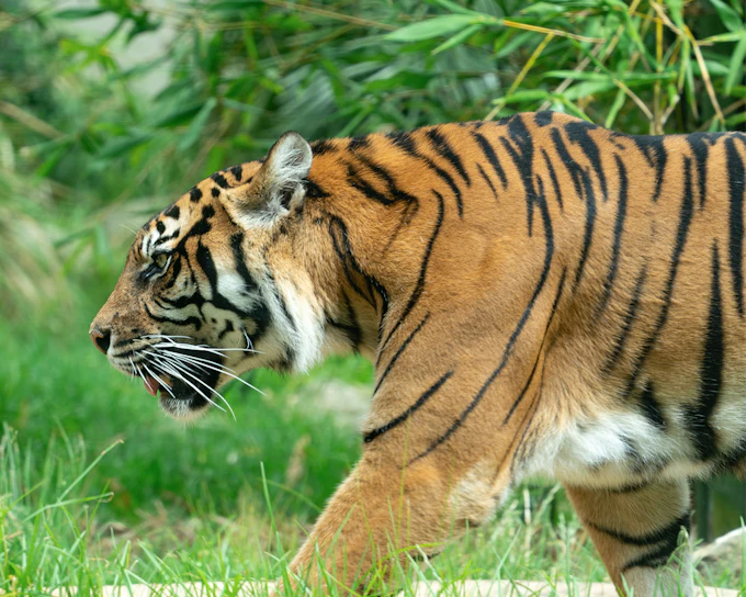 Taronga Zoo Tickets with Return Ferry