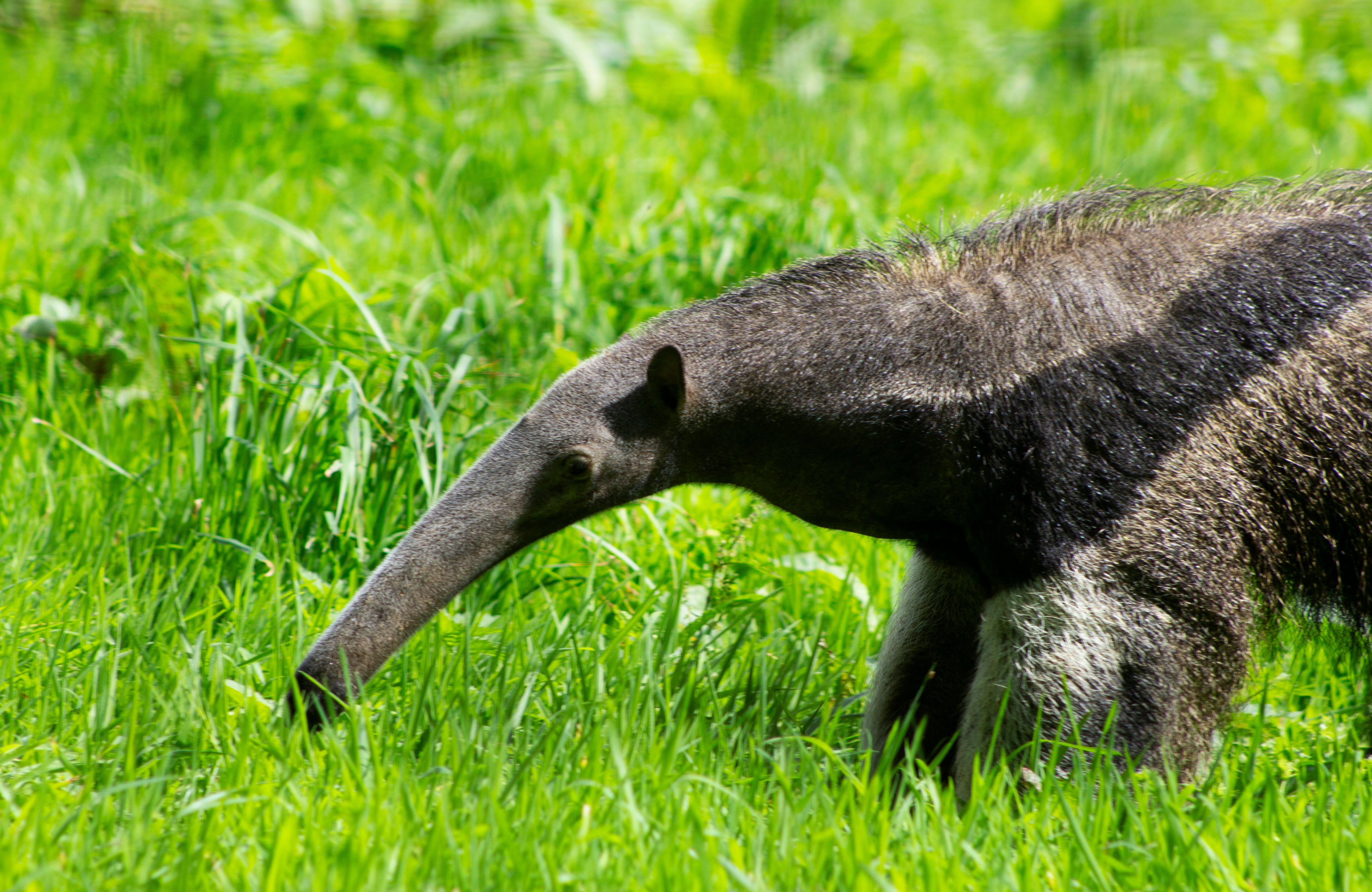 Giant anteater walking in its enclosure at Edinburgh Zoo.