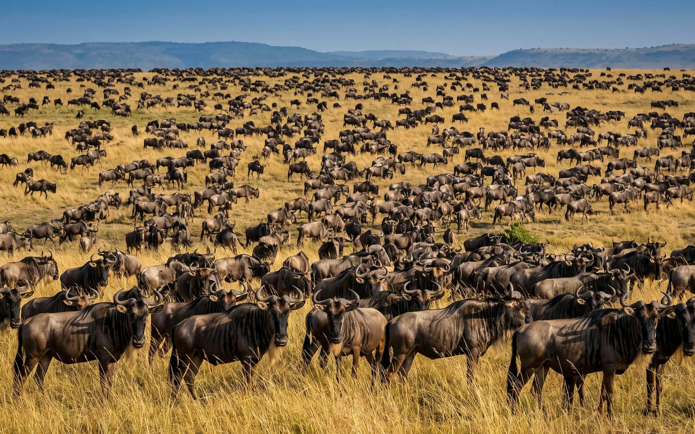 Wildebeest migration across Maasai Mara grasslands.