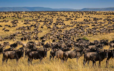 Wildebeest migration across Maasai Mara grasslands.