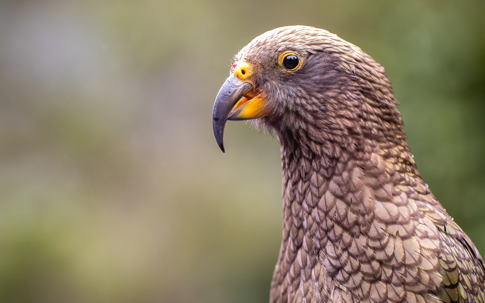 Lake Te Anau Wildlife Centre