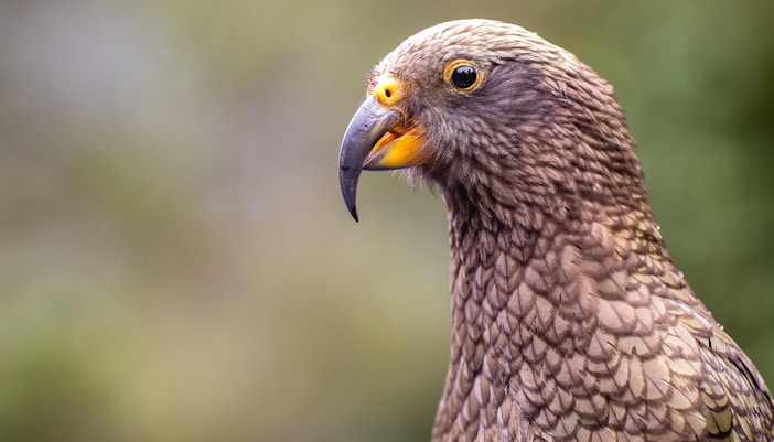 Lake Te Anau Wildlife Centre