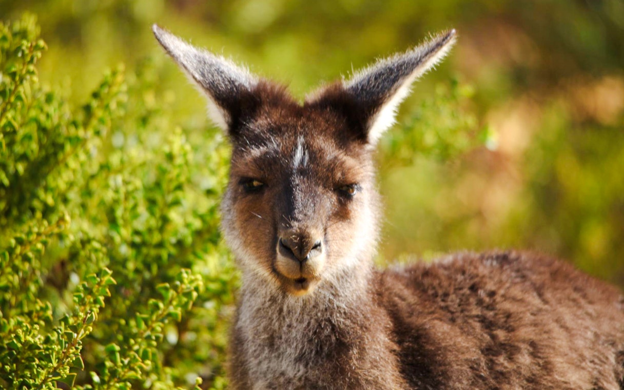 Kangaroo in natural habitat at Pinnacles, Australia.