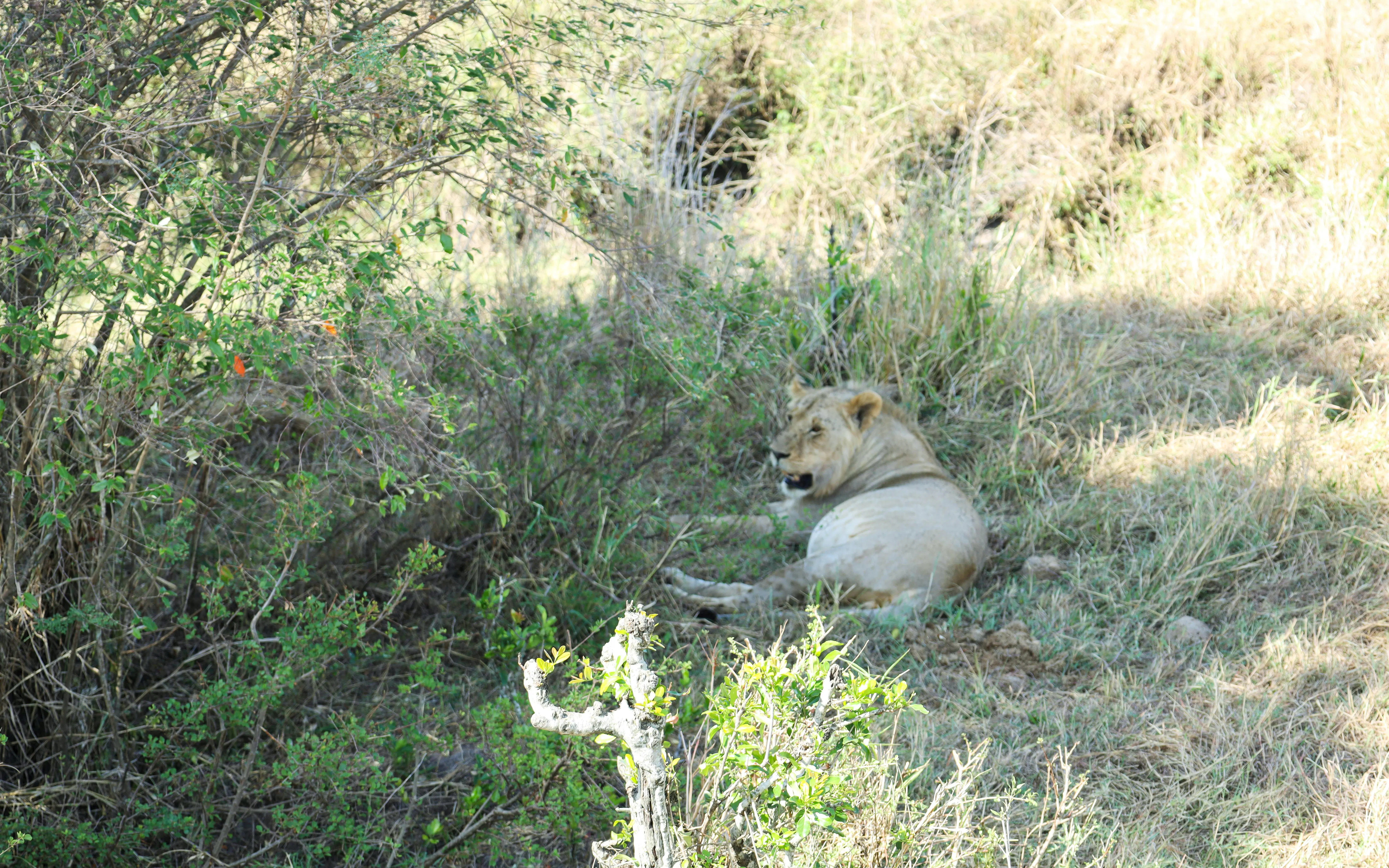 Ziua 3: Masai Mara
