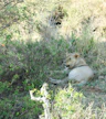 Ziua 3: Masai Mara