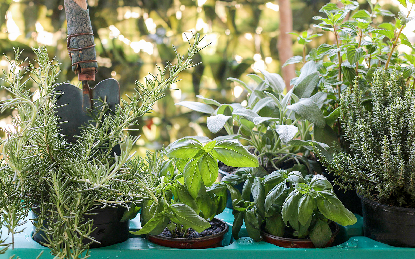 Best Places to visit in Florence Giardino Torrigiani