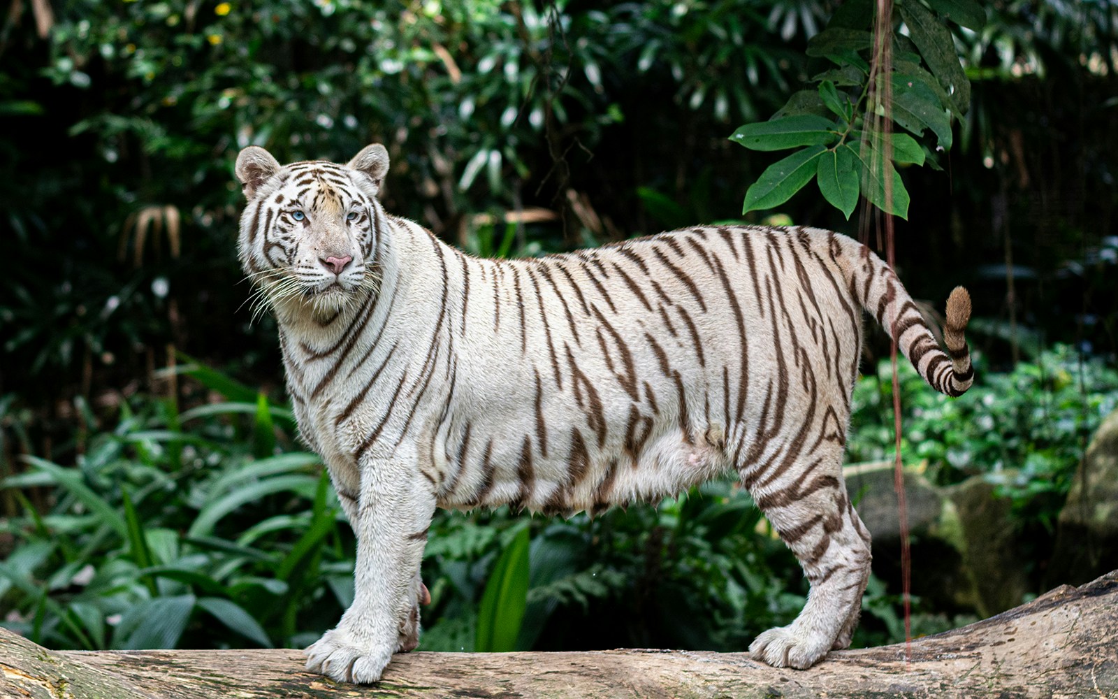 White tiger standing on a log at Rome Bioparco, surrounded by lush greenery.