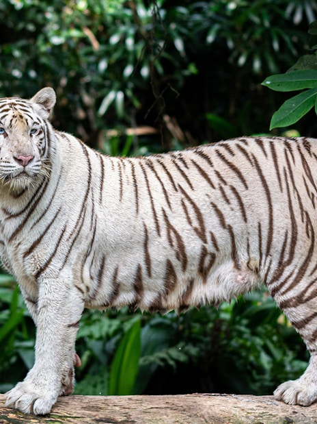 White tiger standing on a log at Rome Bioparco, surrounded by lush greenery.
